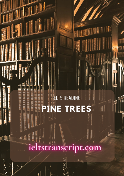 PINE TREES