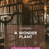 A Wonder Plant