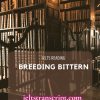Breeding Bittern